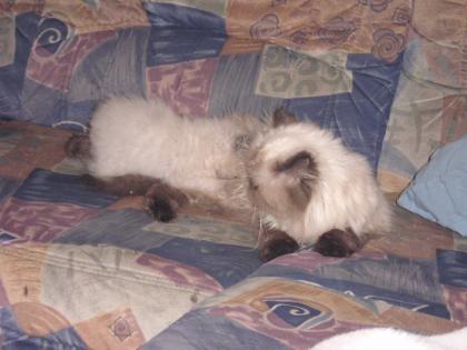 Perser Katze zu Verkaufen