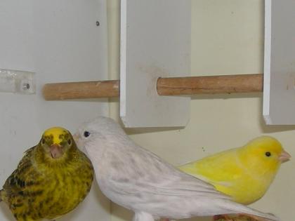 Kanarienvögel u. a. Harzer Roller und Lizard zu verkaufen