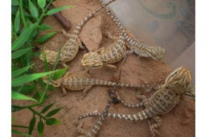 0, 0, 17 Bartagamen Sandfire x Yellow