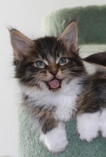 3 Maine Coon Kater suchen SIE ab Ende Nov. 10
