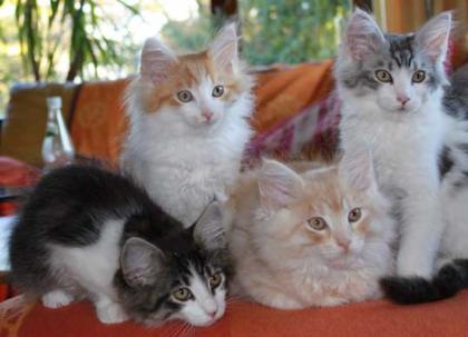 Verschmuste XXL Maine Coon Kitten mit Stammbaum aus seriöser Hobbyzucht