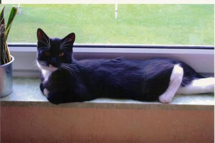 5 Jahre alter, verschmuster Kater abzugeben