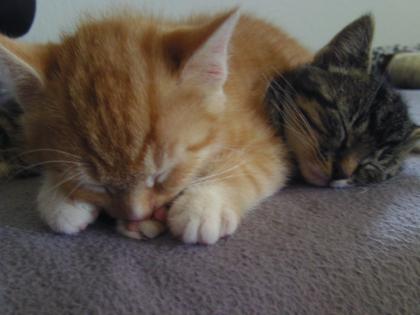 Stubentiger suchen neuen Dosenöffner Baby Katze/ Kater / Kätzchen