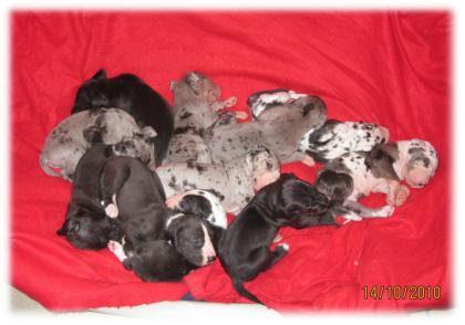 Deutsche Doggen Welpen vom Shivago