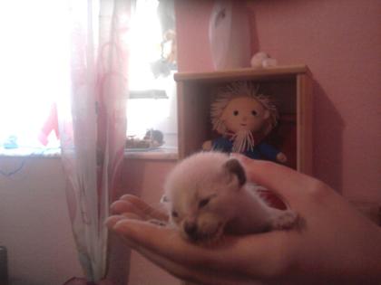 Siamkatzenbabys Tel. 09278 770318