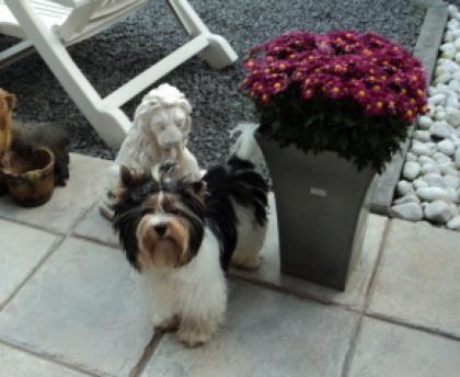 Yorkshire Terrier Rüde