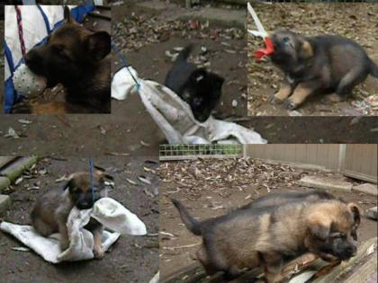 Schäferhundwelpen aus Leistungszucht, V-LGA SG BSP Quasimodo vom Rosseleck