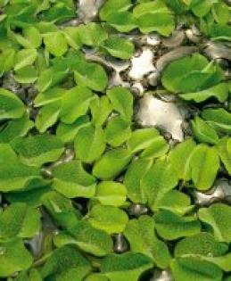Schwimmpflanze Büschelfarn Salvinia auriculata