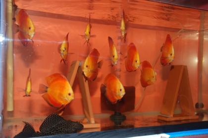 Diskusfische zu verkaufen.