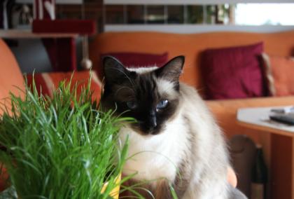 Traumhaft schöne Ragdoll s