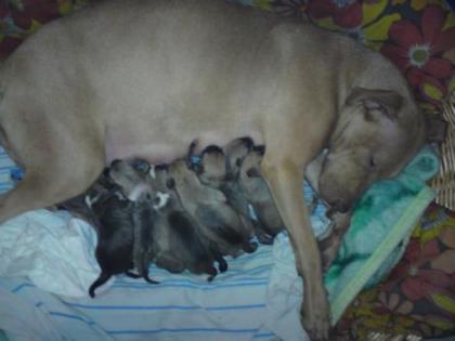 Gesunde pitbull welpen zu verkaufen