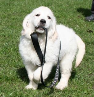 Golden Retriever Welpen zu vergeben