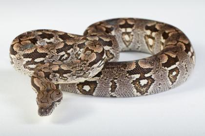 Suche Madagaskarboa Acrantophis dumerili