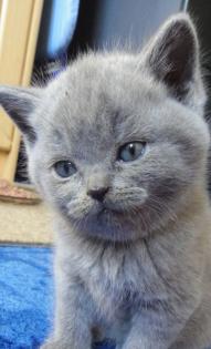 Bkh-kitten