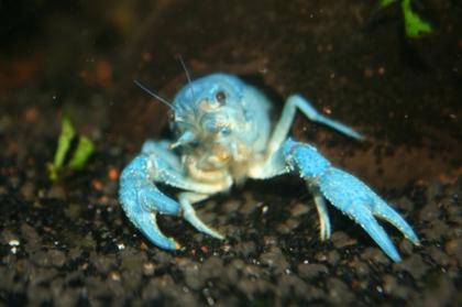 5 junge Blaue Florida Krebse