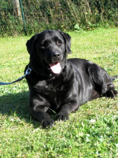 Labrador-Hündin Bonny