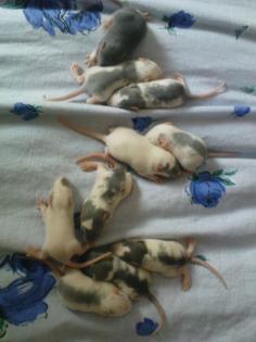 Ratten sehr süss