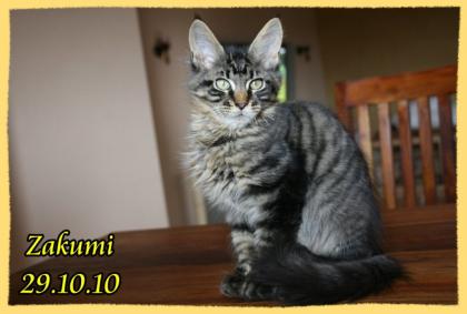 Maine Coon Kobolde m. Papieren suchen genau Dich