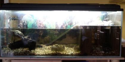 2 Mississippi Höckerschildkröten Aquarium