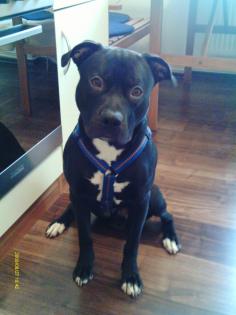 American Pit bull/Red Nose Rüde zu Verkaufen