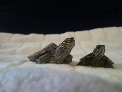 Zwei Babyschildis mit Aquarium abzugeben