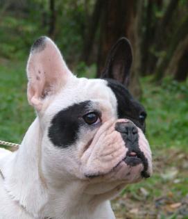 Suchen Sie einen kleinen Hund aus dem Tierschutz