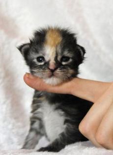 5 Coonies-Babys mit und ohne Silber suchen