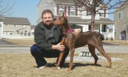 Brauner Dobermann