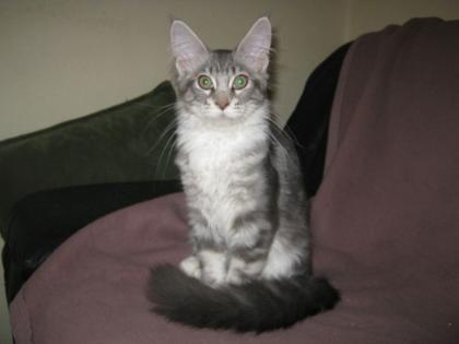 Maine Coon Mädchen m. P.