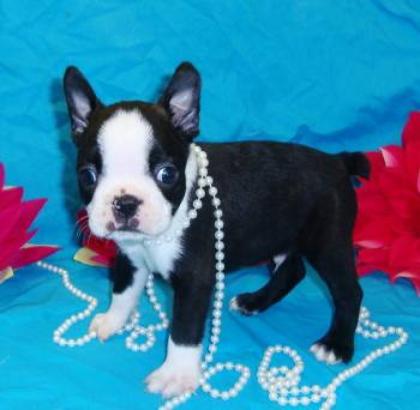 Schöne Boston Terrier Welpen