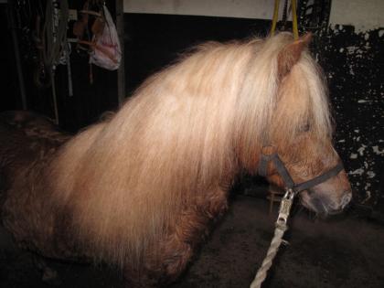 Pony Hengst mit Papiere