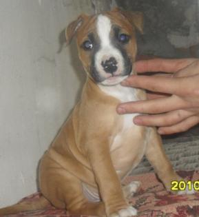 Staffordshire Terrier, noch 3 kleine abzugeben