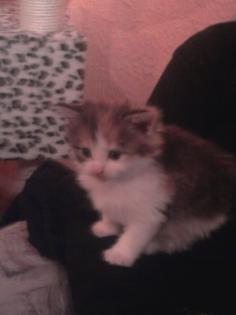 Süße Main Coon Kitten preiswert abzugeben.