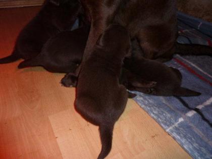Labrador Welpen schokobraun und schwarz reinrassig mit Papiere von HD, ED . PL u