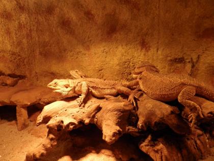 Zuchtgruppe Bartagame