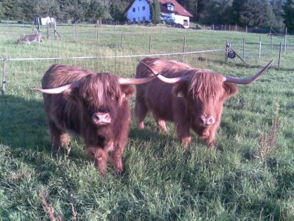 Highlander