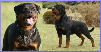 Rottweilerwelpen aus Spitzenverpaarung