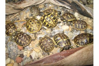 Landschildkröten Zu Verkaufen