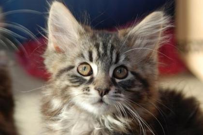 Maine Coon Racker Ollie, Oskar und Otto suchen.