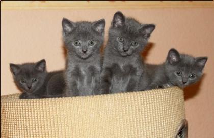 Kartäuser/Chartreux-Kitten aus der Cattery von Villa Ingenheim -Wurfankündi