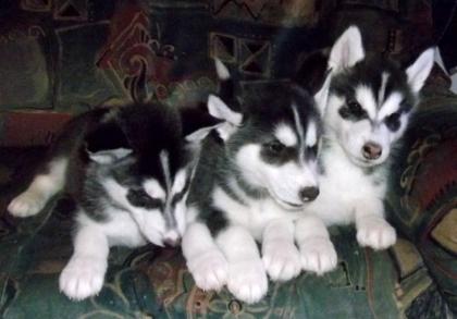 Siberian Husky Welpen, sibirische Huskywelpen