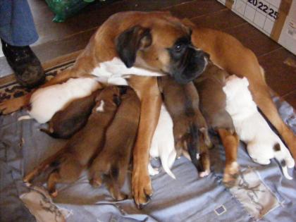 Boxerwelpen zu verkaufen, weiss und braun