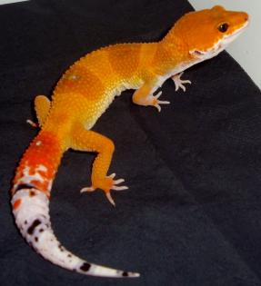 Leopardgeckos verschiedene Farbformen zu Verkaufen
