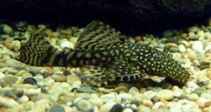 Ancistrus dolichopterus Antennenwels 5-10 cm