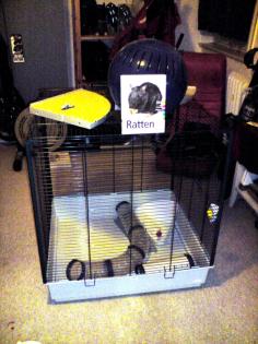 Großer Käfig / Voliere Furet XL mit viel Zubehör für Ratten, Frettchen etc.