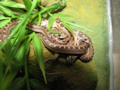 Junge Eierschlangen 03/2010 Dasypeltis Scabra abzugeben