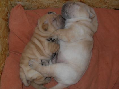 Shar Pei Welpen