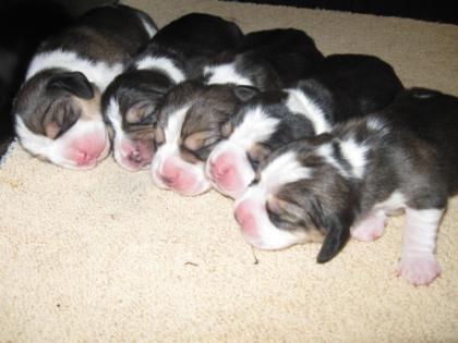 Beagle - Welpen