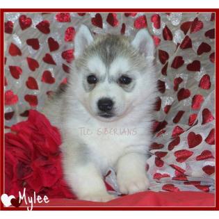 Weihnachten Versand Husky Kelly und max