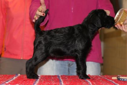 Mittelschnauzerwelpe Rüde sucht neue Familie